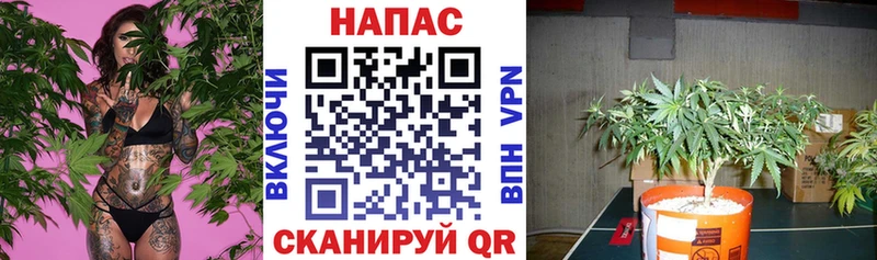 Каннабис White Widow  купить наркоту  Нефтекумск 